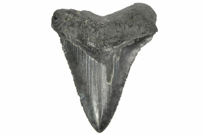 Serrated, Fossil Megalodon Tooth - South Carolina #187791